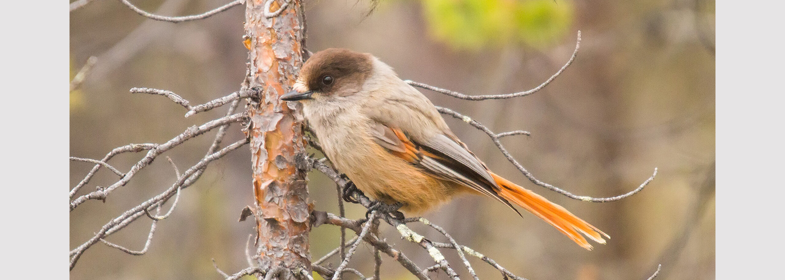 Кукша